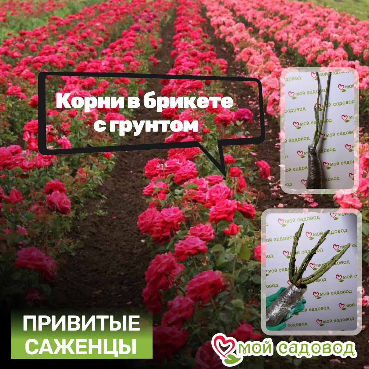 Роза Тенека