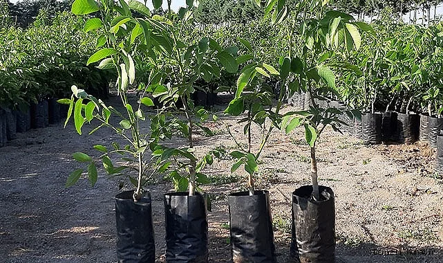 Грецкий Орех Богряный