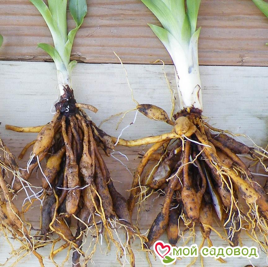 Лилейник Ред Сандей