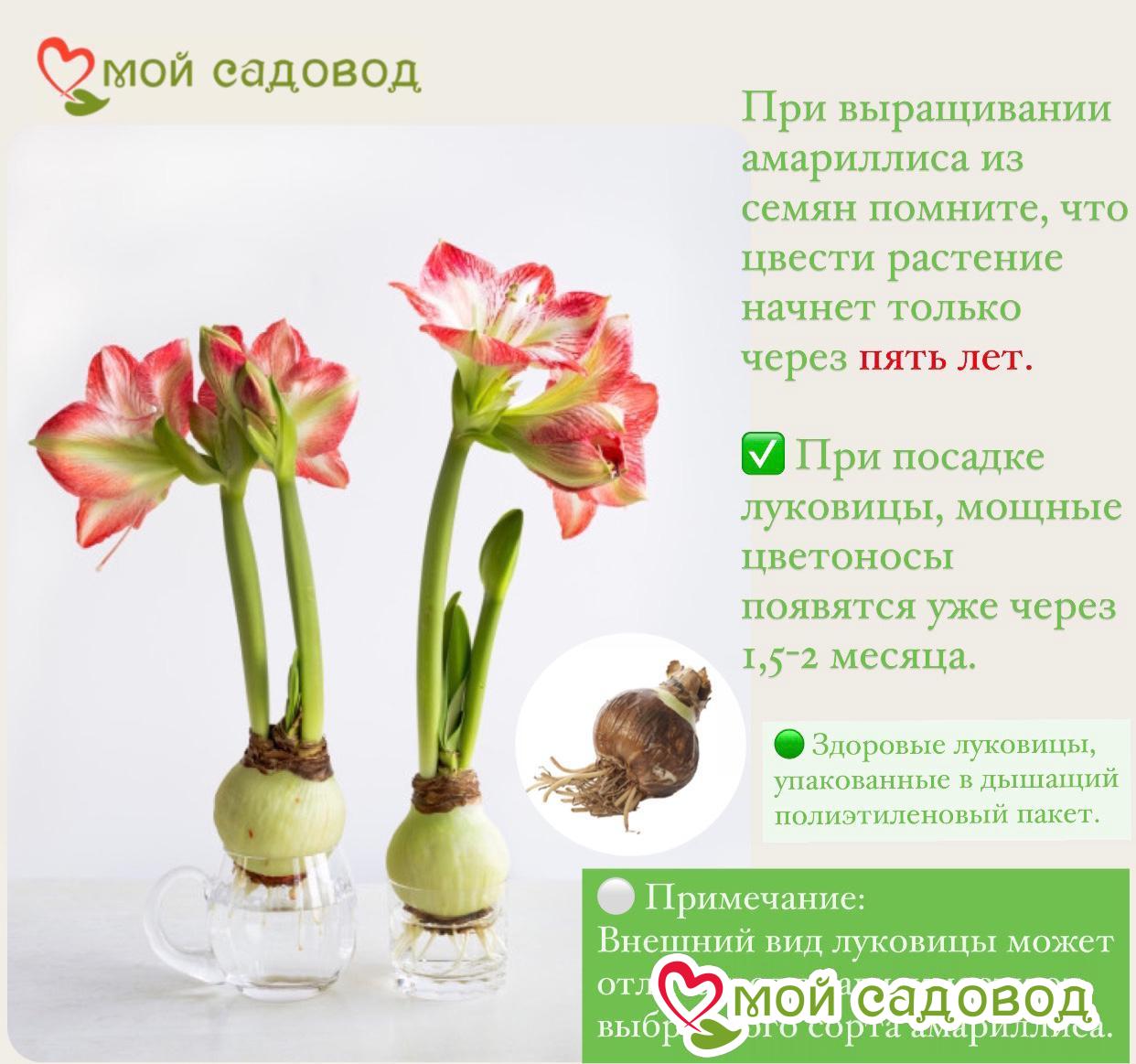 Амариллис Мон Блан